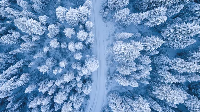 Snowy trees (alt example)